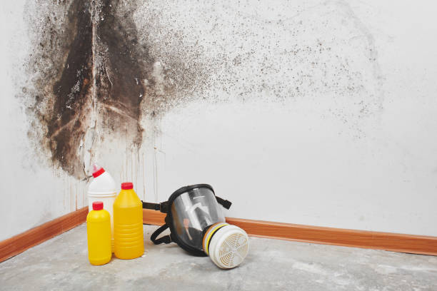 Best Post-Flood Mold Remediation in York, SC