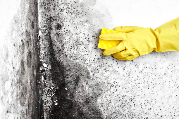 Reliable York, SC Mold Remediation Solutions