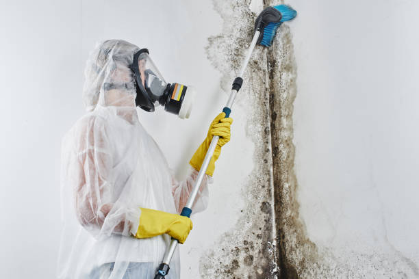 Best HVAC Mold Remediation in York, SC