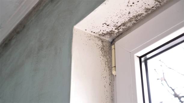 Best Mold Testing and Inspection Services in York, SC