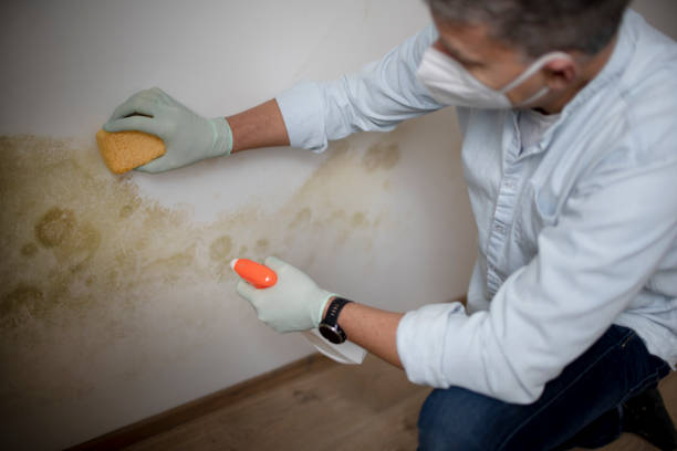 Best Commercial Mold Remediation in York, SC