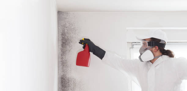 Best Bathroom Mold Remediation in York, SC