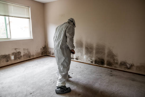 Best Residential Mold Remediation in York, SC