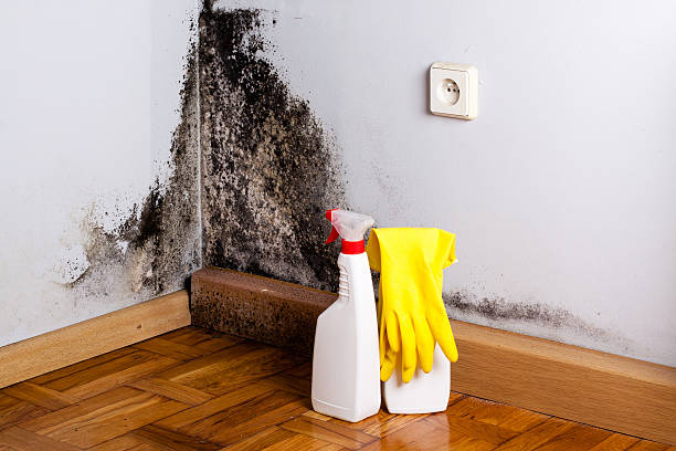 Best Commercial Mold Remediation in York, SC
